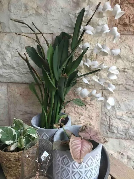 Risan Chill Apartment Eilat